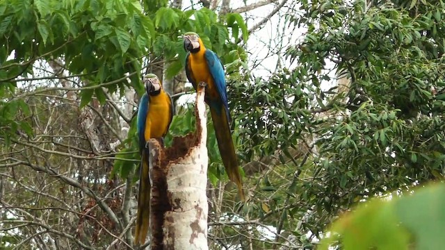 ルリコンゴウインコ - ML201690321