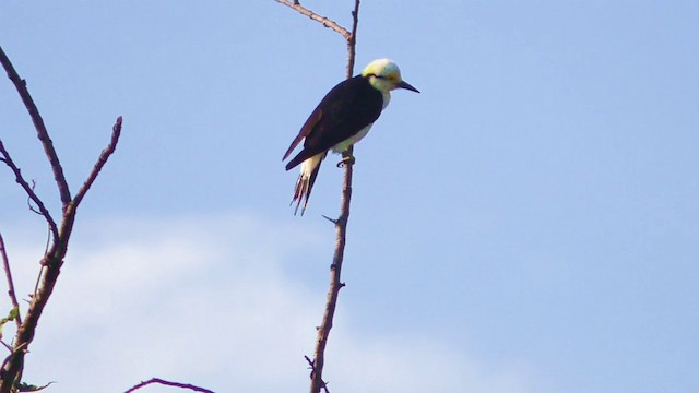 White Woodpecker - ML201690441