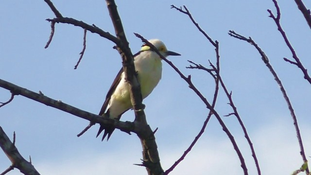 White Woodpecker - ML201690451