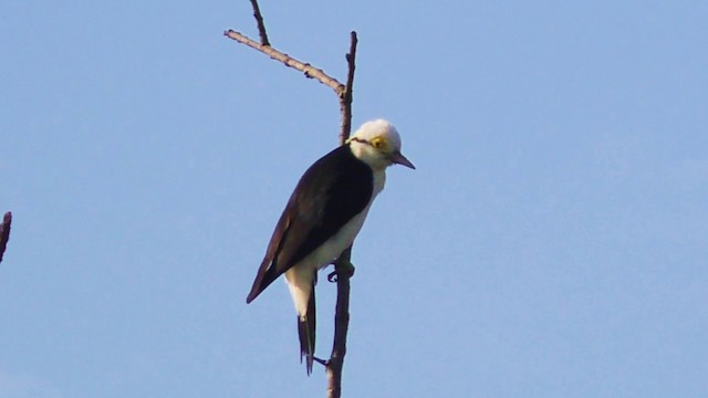 White Woodpecker - ML201690461