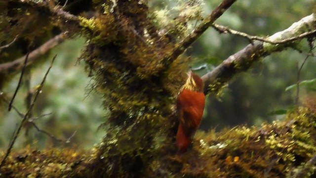 Pearled Treerunner - ML201690471