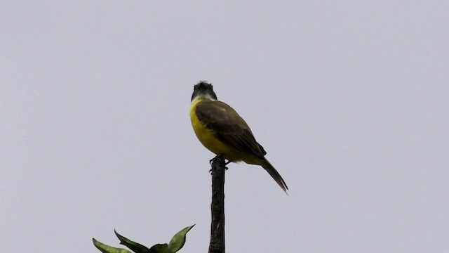 アカボウシヒタキモドキ（similis グループ） - ML201690501