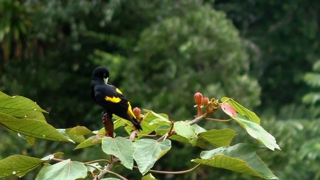 Yellow-rumped Cacique (Amazonian) - ML201690511