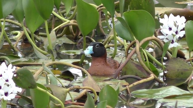 Masked Duck - ML201690531