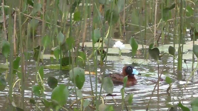 Masked Duck - ML201690541