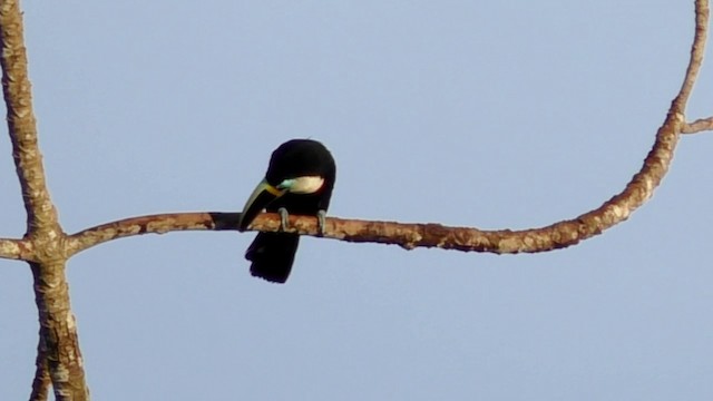 Channel-billed Toucan (Yellow-ridged) - ML201690551