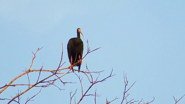 Ibis à face nue - ML201690571