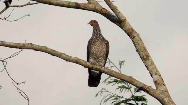 Scaled Pigeon - ML201690581