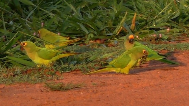 Peach-fronted Parakeet - ML201690621