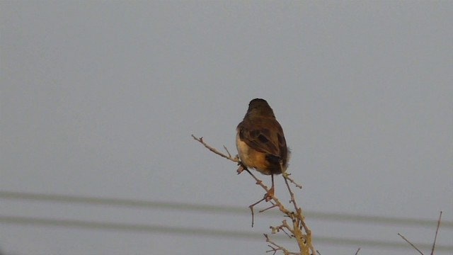 Black-throated Saltator - ML201690631