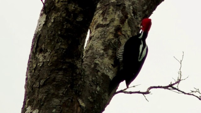 Crimson-crested Woodpecker - ML201690681