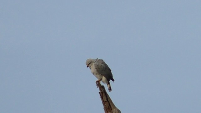 Gray-lined Hawk - ML201690691