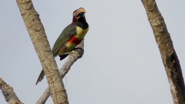 Chestnut-eared Aracari - ML201690701