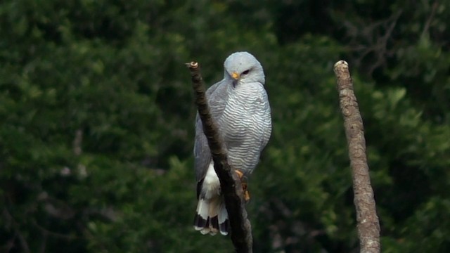 Канюк сірий - ML201690731