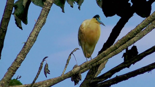 Capped Heron - ML201690741