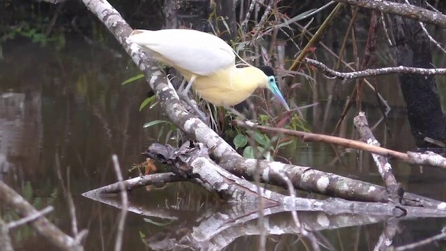 Garza Capirotada - ML201690751