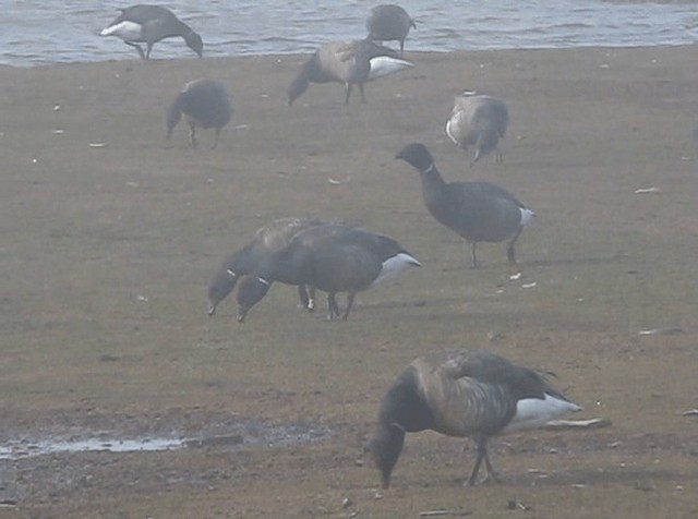 Brant (Dark-bellied) - ML201690831