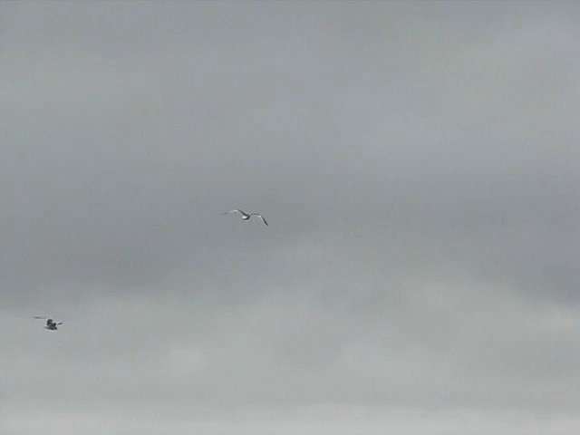 Sabine's Gull - ML201691001