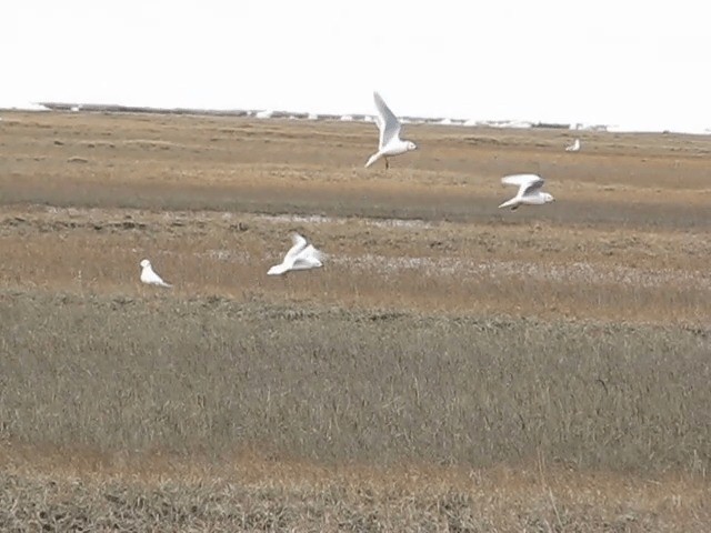 Gaviota Rosada - ML201691011