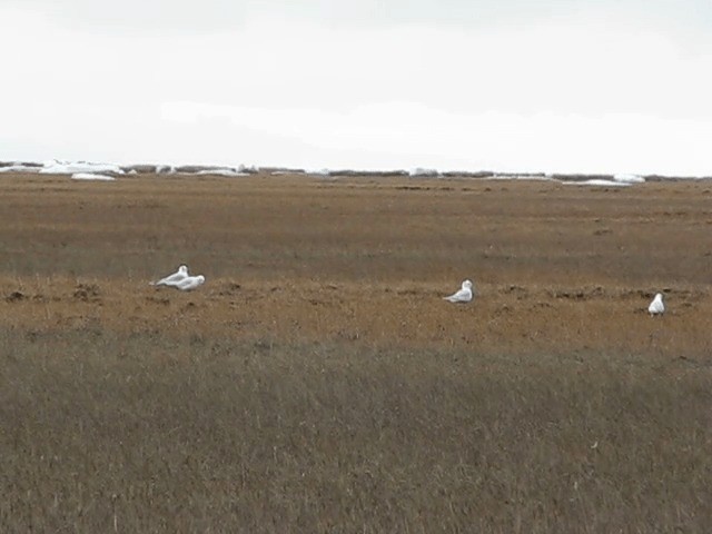 Gaviota Rosada - ML201691021