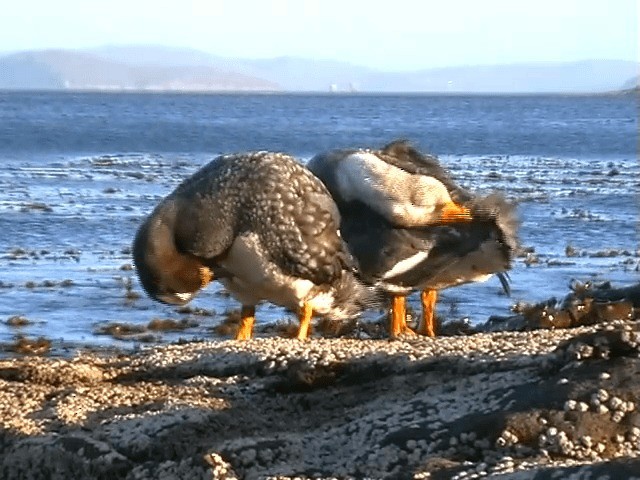 Falkland Forsa Ördeği - ML201691371
