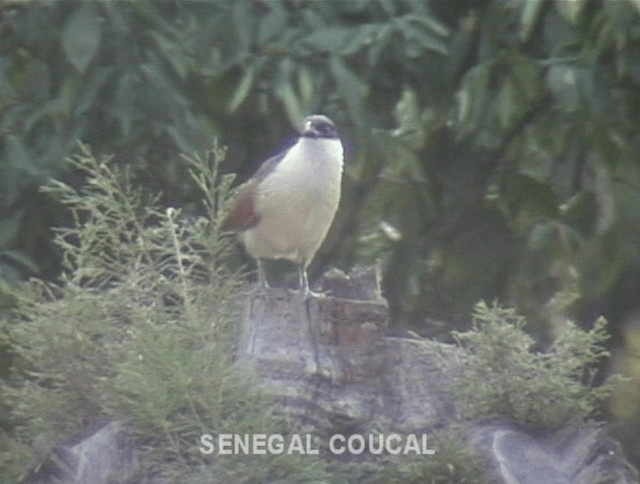 Coucal du Sénégal - ML201691471