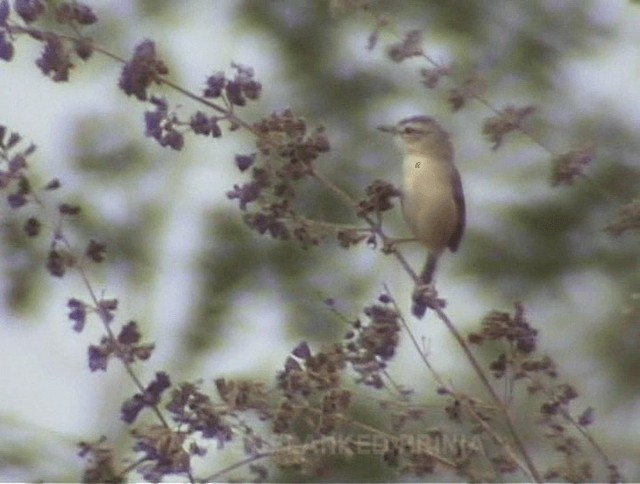 Tawny-flanked Prinia - ML201691491