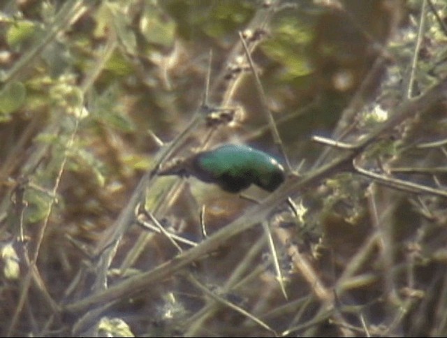 Variable Sunbird (Yellow-bellied) - ML201691501