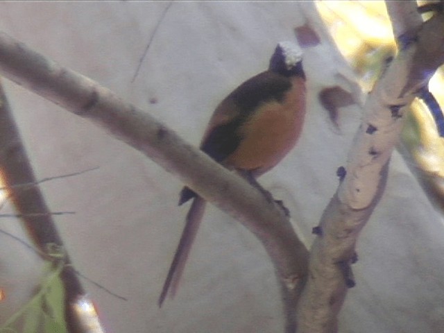 White-crowned Robin-Chat - ML201691521