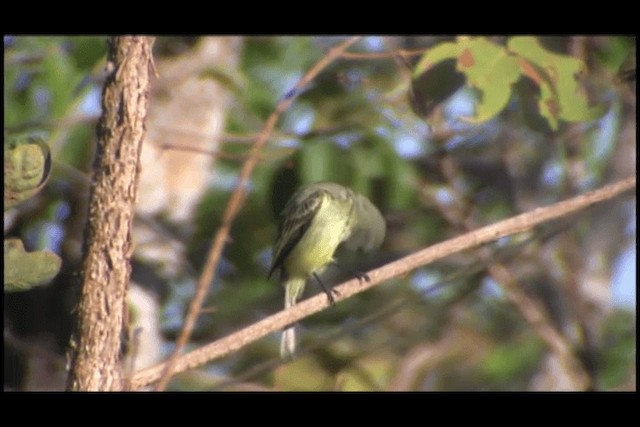 Planalto Tyrannulet - ML201691571