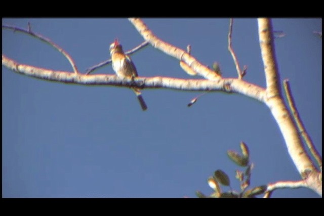 Spot-backed Puffbird (Spot-backed) - ML201691581