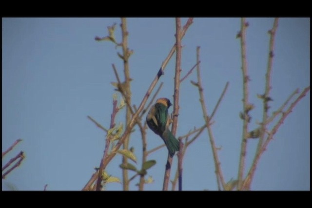 Burnished-buff Tanager (Stripe-bellied) - ML201691601