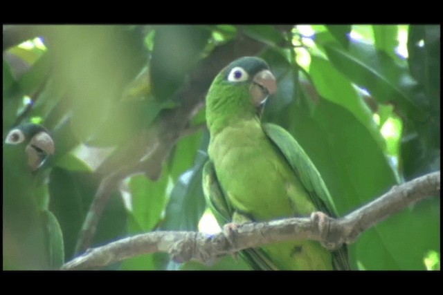 トガリオインコ（acuticaudatus／neumanni） - ML201691641