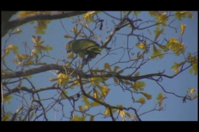 Turquoise-fronted Parrot - ML201691651