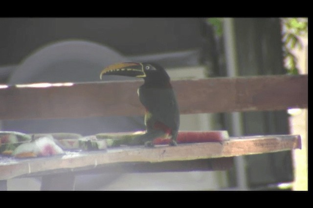 Chestnut-eared Aracari - ML201691681