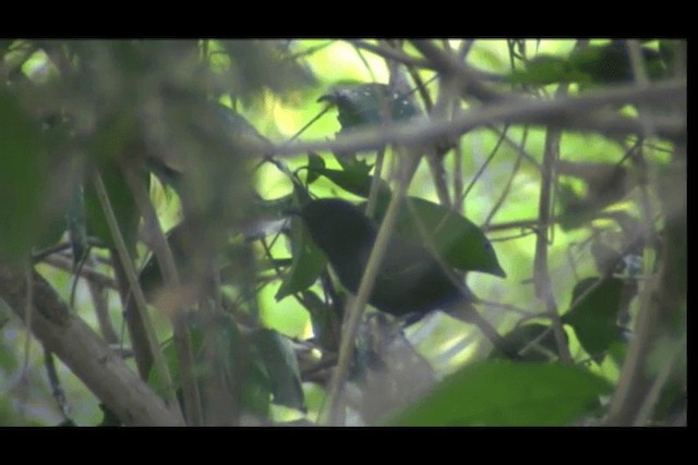 Mato Grosso Antbird - ML201691801