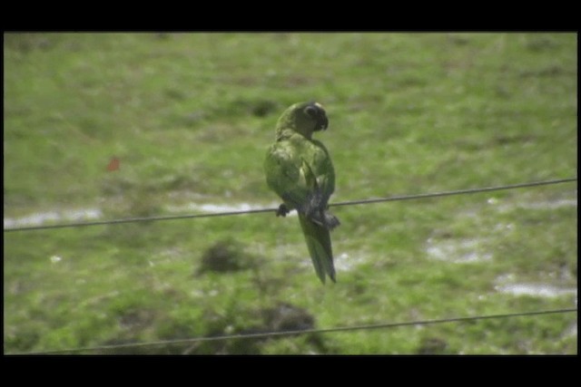 Peach-fronted Parakeet - ML201691821