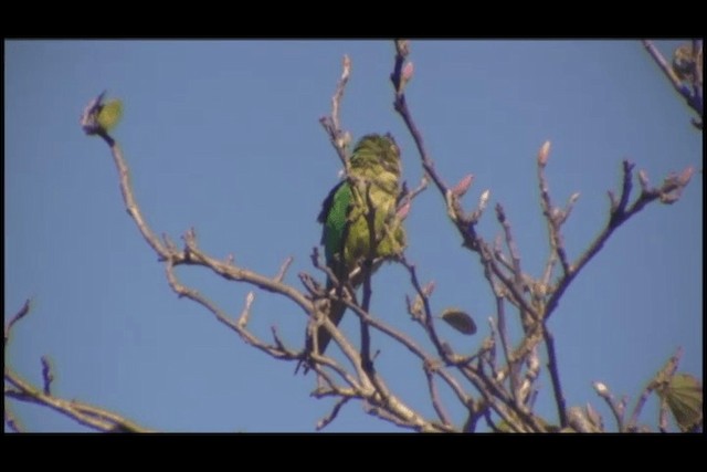 Peach-fronted Parakeet - ML201691831