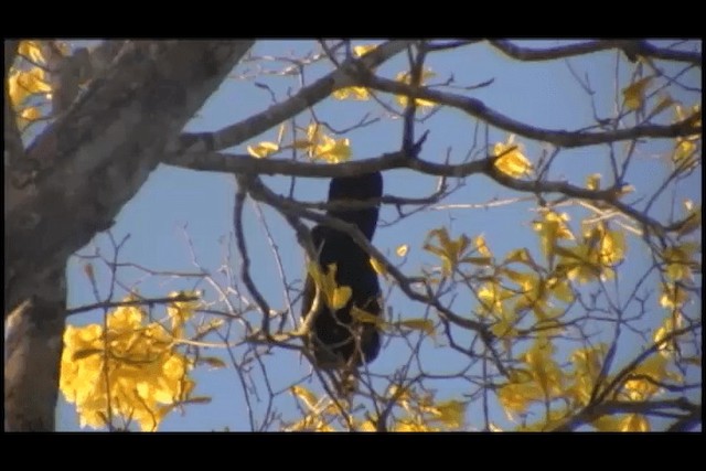 Red-throated Piping-Guan (White-crested) - ML201691851