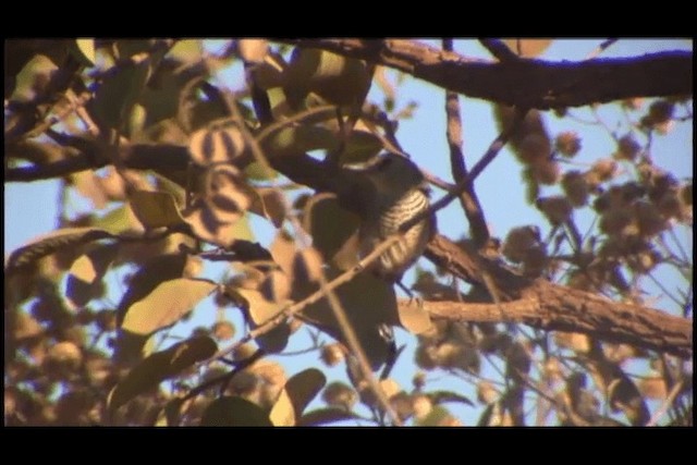 Rufous-winged Antshrike - ML201691891