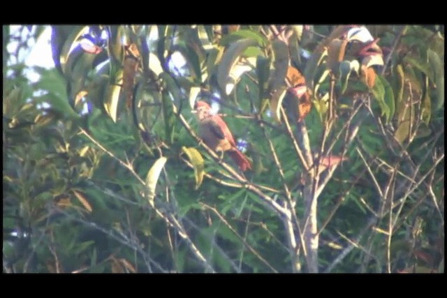 Rusty-backed Spinetail - ML201691901