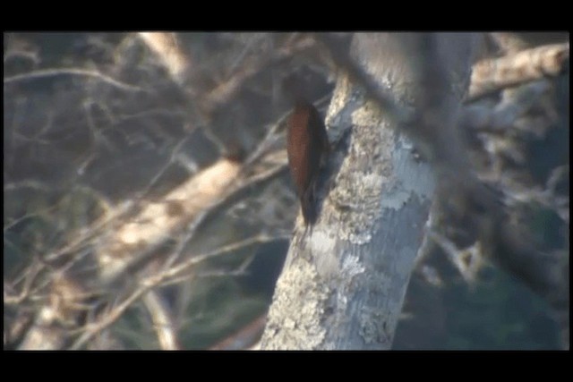 Waved Woodpecker (Scale-breasted) - ML201691911