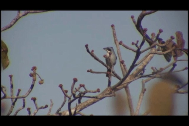 White-banded Tanager - ML201691961