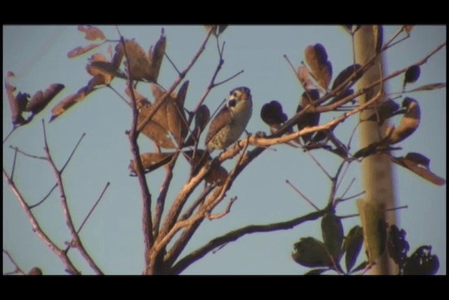 White-eared Puffbird - ML201691971