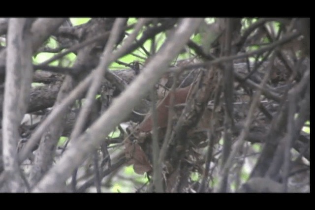 White-lored Spinetail - ML201691981