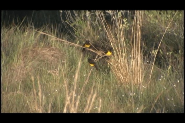 Yellow-rumped Marshbird - ML201692021