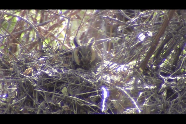 Long-eared Owl (American) - ML201692121