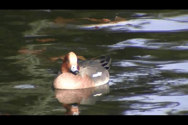 Eurasian Wigeon - ML201692141