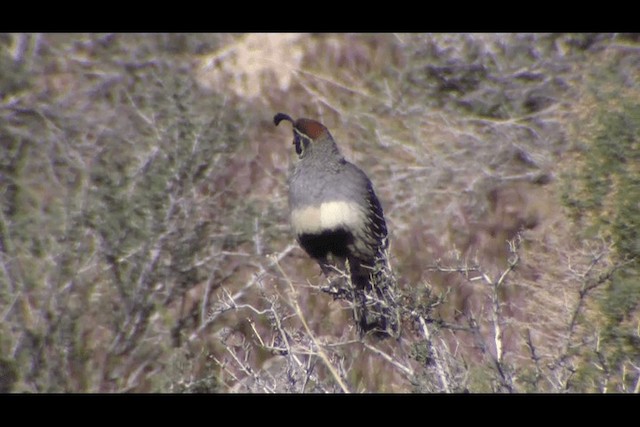 Gambel's Quail - ML201692151
