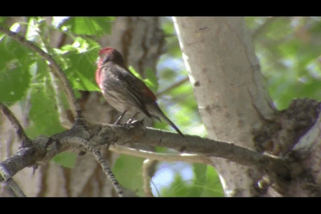 House Finch - ML201692161